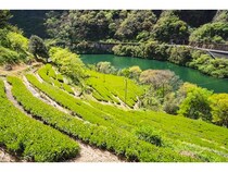 【高知県】高知・仁淀川で「土佐茶ツーリズム」が始動。絶景アフタヌーンティーなど全7種を体験