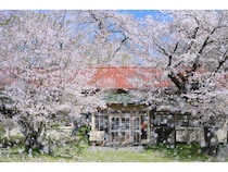 【東京都・大阪府】桜の逞しさと美しさを追う、写真家・深澤武による写真展「桜」開催決定！