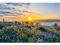 【大阪府大阪市】海と青空が織りなす絶景の「ネモフィラ祭り2026」開催。季節の花と夕陽のコラボも！