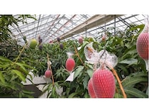 【千葉県千葉市】千の葉ライチ圃場で全4回の小中学生向けマンゴーマイスター養成講座開催！参加者募集