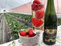 【埼玉県吉見町】ハウス1棟貸切＆ハイヤー送迎！究極のいちご体験ができるプライベートツアーを開始