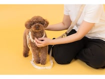 愛犬にも人にもやさしい着け心地。LE’MONGの新作ハーネス＆リードがMakuakeで先行公開