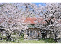 【東京都・大阪府】桜の逞しさと美しさを追う、写真家・深澤武による写真展「桜」開催決定！