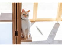 【山梨県富士河口湖町】富士山麓の宿「ICHI 縁」が、愛猫と過ごす5大特典付きの特別プランを通年販売へ