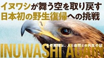 南三陸の空に、再びイヌワシを　― INUWASHI AGAIN 南三陸イヌワシ野生復帰プロジェクト ―