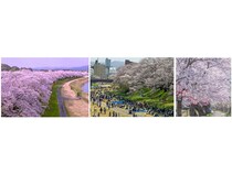【福井県福井市】視界を埋め尽くす2.2kmの桜回廊！「第41回ふくい桜まつり」3月21日から開催