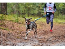 【兵庫県丹波市】愛犬とノーリードで走れる「カニクロス」の大会が、丹波市で4月と11月に開催！