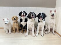 【東京都江戸川区】推しワンズと過ごすロマンチックな夜！大型犬カフェ ほっとひと犬のバレンタイン企画
