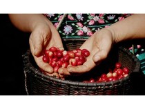 パナマ産ゲイシャやタイ産の個性を愉しむ。HARIOから厳選コーヒー豆3種が新発売