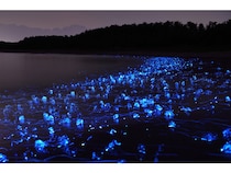 【富山県富山市】富山の夜文化×寿司体験！スナックハシゴ旅とホタルイカ水揚げ漁港見学ツアー販売開始