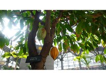 【大阪府大阪市】鶴見区の植物園「咲くやこの花館」にて企画展「カカオとコーヒー展」今年も開催中