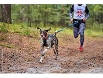 【兵庫県丹波市】愛犬とノーリードで走れる「カニクロス」の大会が、丹波市で4月と11月に開催！
