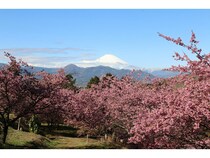 【神奈川県大井町】早咲き桜と富士山を望む「大井里山花まつり」開催中！2日間限定でイベントも開催