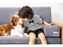 【東京都港区】愛犬と同じ目線で眠れるソファベッド「SWANEL-DOG」が品川で体験展示を開始