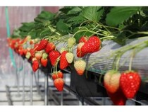 【山口県周防大島町】いちご農園「マリッサベリーファーム」開園！いちご狩りやいちごビュッフェも楽しめる