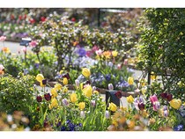 【東京都練馬区】1万本のチューリップが春を祝う！四季の香ローズガーデンでイースターイベント開催