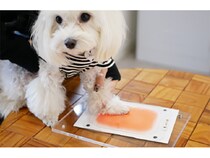 【埼玉県川越市】障がい者就労支援プロジェクト「able！ Project」愛犬との絆を形にするサービス開始