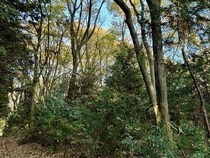 【栃木県大田原市】森林レンタルサービスフォレンタの新エリアがオープン。自分のスタイルで森を楽しむ