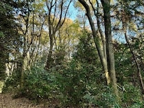 【栃木県大田原市】森林レンタルサービスフォレンタの新エリアがオープン。自分のスタイルで森を楽しむ