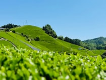 日本のお茶文化を体験！茶源郷・京都和束町で「茶の匠からのおもてなし」イベント開催