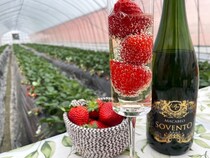 【埼玉県吉見町】ハウス1棟貸切＆ハイヤー送迎！究極のいちご体験ができるプライベートツアーを開始