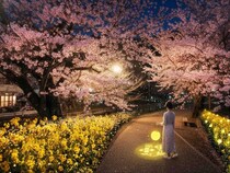 【京都府京都市】山科疏水公園で夜桜ライトアップ！ネイキッド×京都の夜さんぽイベント開催