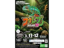 【兵庫県神戸市】爬虫類や両生類、猛禽類も登場する体験型展示即売会「コウレプ2026春」開催！