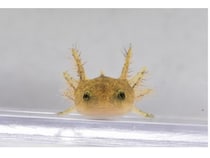 【滋賀県草津市】琵琶湖博物館でヤマトサンショウウオの産卵に成功！卵から幼体になるまでを展⽰