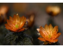 【埼玉皆野町】Mahora稲穂山で「秩父紅写真展2026〜春の奇跡を写す〜」開催中。ワークショップあり！