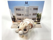 【岡山県岡山市】池田動物園ホワイトタイガー「サン」誕生日会！限定の羊毛フェルトぬいぐるみ特典も