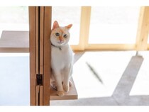 【山梨県富士河口湖町】富士山麓の宿「ICHI 縁」が、愛猫と過ごす5大特典付きの特別プランを通年販売へ