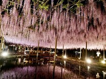 【愛知県津島市】天王川公園で、津島の春の象徴「尾張津島藤まつり」開催！夜は幻想的なライトアップも