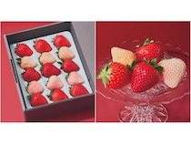 旬の“いちばん美味しい瞬間”を届ける！キュレイテッドフルーツブランド「ORVIIA」誕生