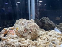 【三重県伊勢市】「ゼロ距離水族館 伊勢シーパラダイス」で、生きものの擬態能力に注目した特別展開催