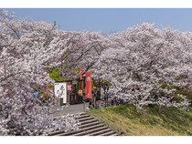 【三重県伊勢市】花見の特等席＆花待ち音楽イベントも！伊勢の春の風物詩「五十鈴川桜まつり」開催