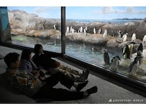 【和歌山県白浜町】アドベンチャーワールドに、ペンギンたちと五感で対話するための新空間が誕生！