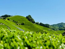 日本のお茶文化を体験！茶源郷・京都和束町で「茶の匠からのおもてなし」イベント開催