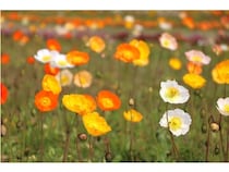 【福岡県福岡市】国営海の中道海浜公園のアイスランドポピーが見頃に！4月中旬まで続く見込み