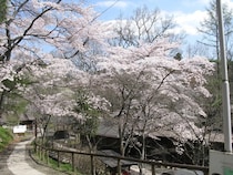 【宮城県仙台市】秋保木の家ロッジ村に、飲み放題＆食材・火おこし道具付き「お花見BBQプラン」登場！