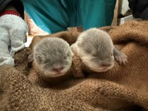 【愛知県美浜町】知多ビーチランド＆南知多おもちゃ王国で、2頭のオスのコツメカワウソが誕生！