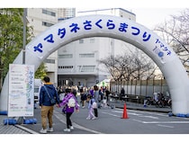 【東京都江東区】「ヤマタネさくらまつり2026」開催！お花見×企業見学のユニーク体験