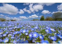 【広島県世羅町】Flower village 花夢の里で「芝桜とネモフィラの丘」開園！ピンクとブルーの花の世界