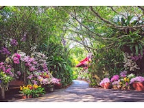 【沖縄県うるま市】自然体験型施設「ビオスの丘」で「らんの花祭り うりずん ～うりずんの花道～」開催！