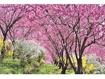 【群馬県中之条町】中之条ガーデンズで「花桃の丘まつり」開催中！マルシェや夜桜ライトアップも実施