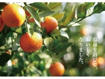 おおいた発の新ブランド「おおいた温泉みかん」誕生！季節ごとに様々な品種を楽しめる
