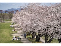 【岐阜県】笠松町の春を彩る「笠松春まつり」で桜やイベント、地域に受け継がれる文化を楽しもう