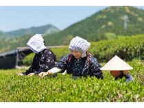 【愛知県岡崎市】ツバメと茶畑が「春の茶摘み体験イベント」開催！地域の自然に触れて非日常を体験