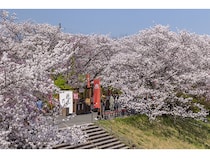 【三重県伊勢市】花見の特等席＆花待ち音楽イベントも！伊勢の春の風物詩「五十鈴川桜まつり」開催