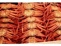 【富山県富山市】紅ズワイガニ食べ放題＆能登牡蠣のガンガン焼きを楽しめる直売所が期間限定オープン！