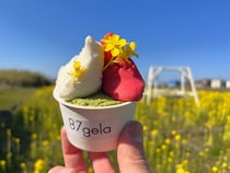 【滋賀県東近江市】愛犬と出かけよう！食用花農園直営のお花ジェラート専門店「87gela」リニューアル